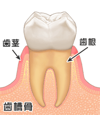 健康な歯と歯茎